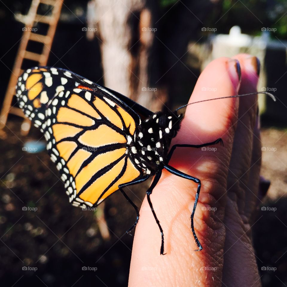 Monarch whisperer 
