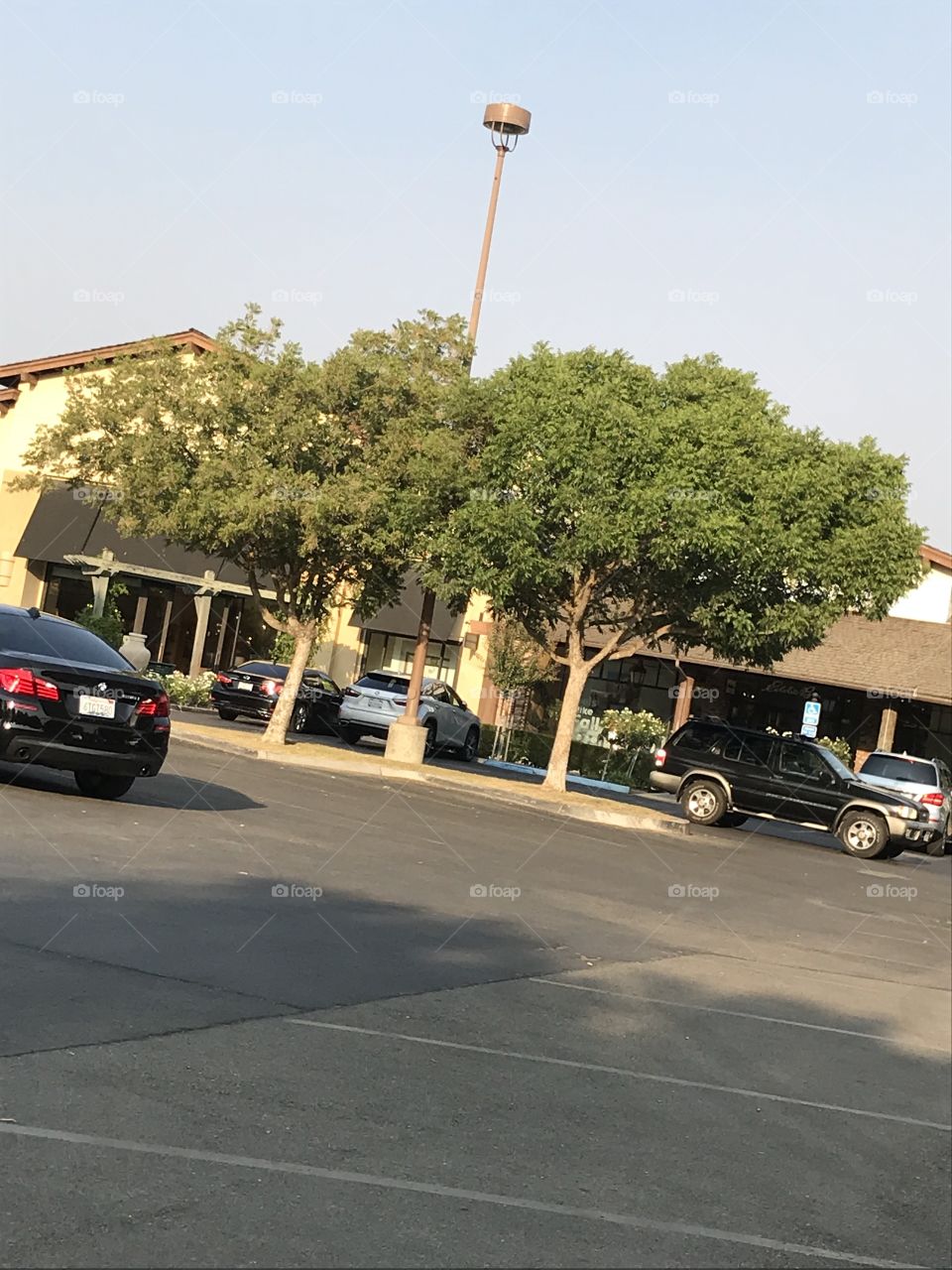 A lamp post between two trees in the parking lot.