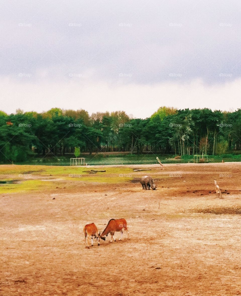 Antelopes