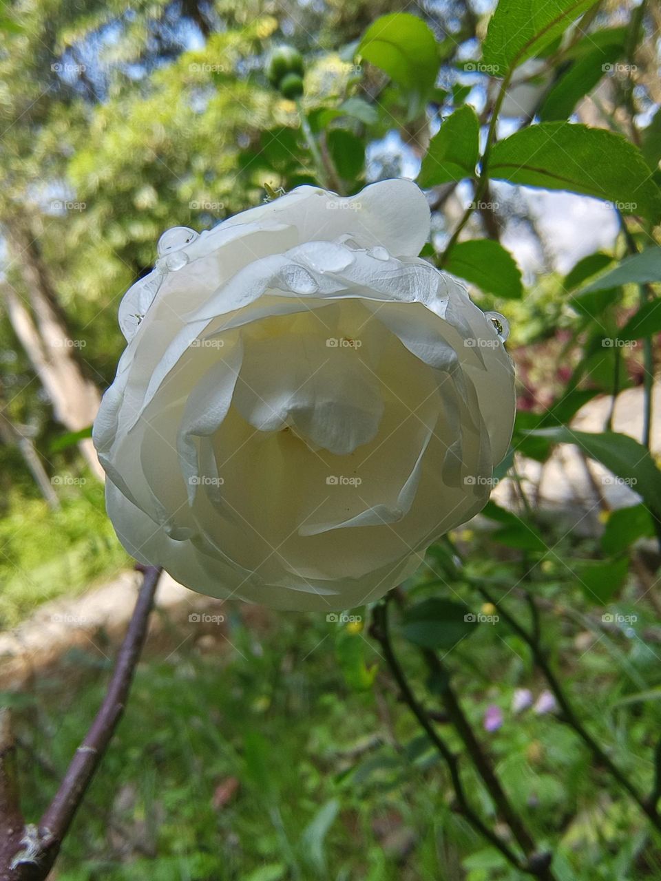 White roses in Chulu Ranch