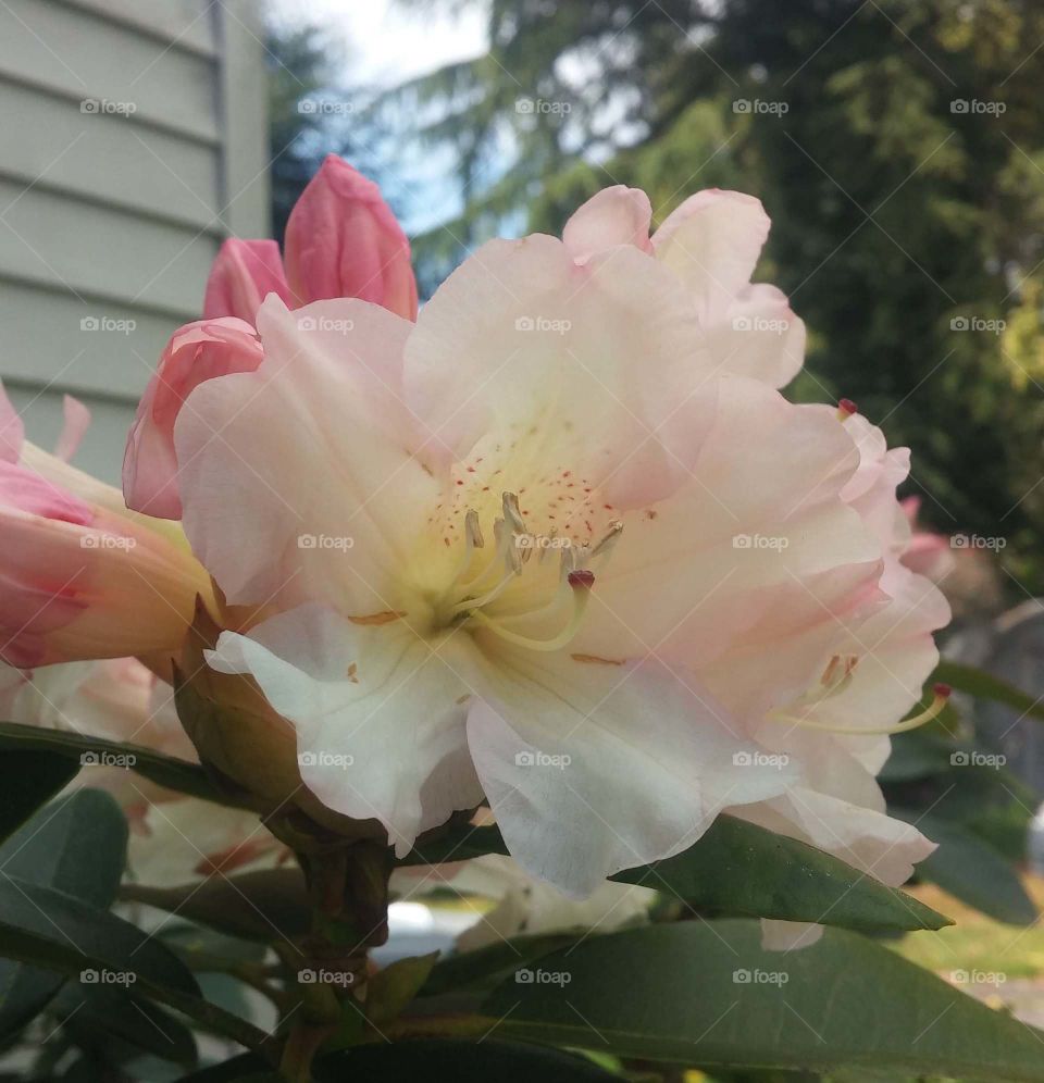 rhododendron. rhododendron
