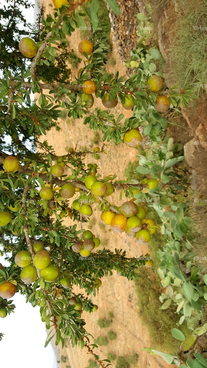 ARGAN grain tree nature