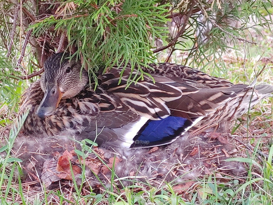 Nesting duck