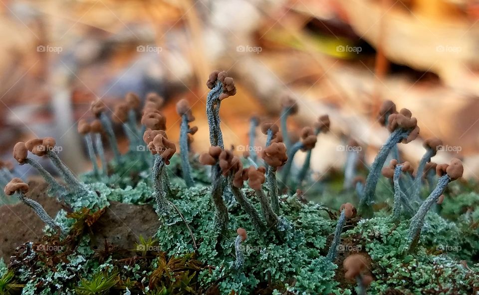 Fungus, Nature, Outdoors, Growth, Food