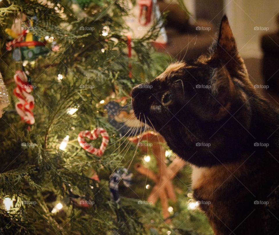 Enjoying the Christmas tree and lights! 