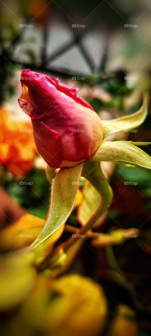In this photo I captured a beautiful pink rosebud looks so dramatic and amazing, this is nature's beauty. I captured very close up and focused on a rosebud