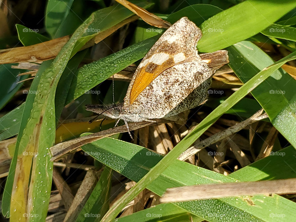 The American snoutnose butterfly on the ground in the grass.