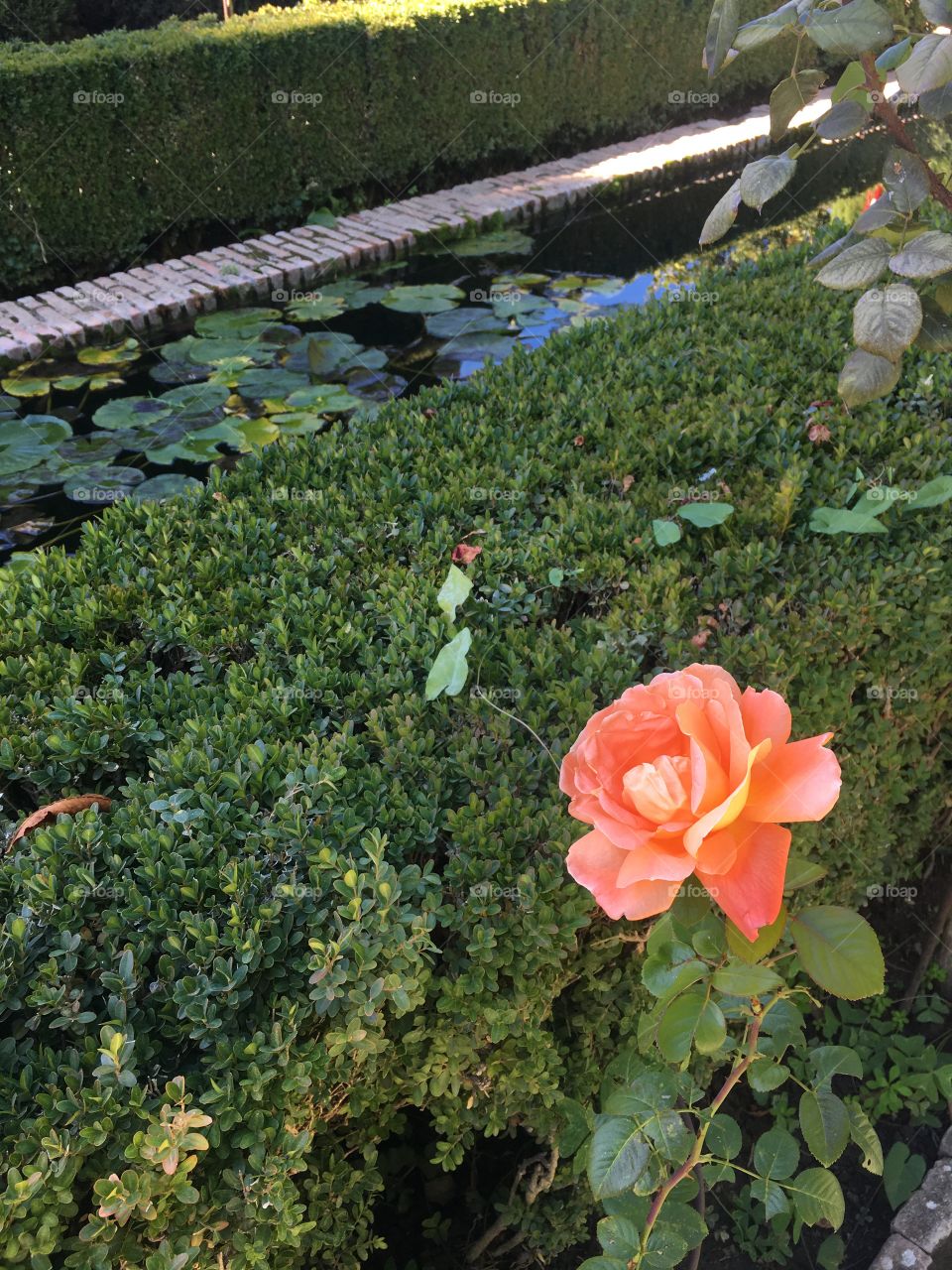 An English rose in a Spanish garden 