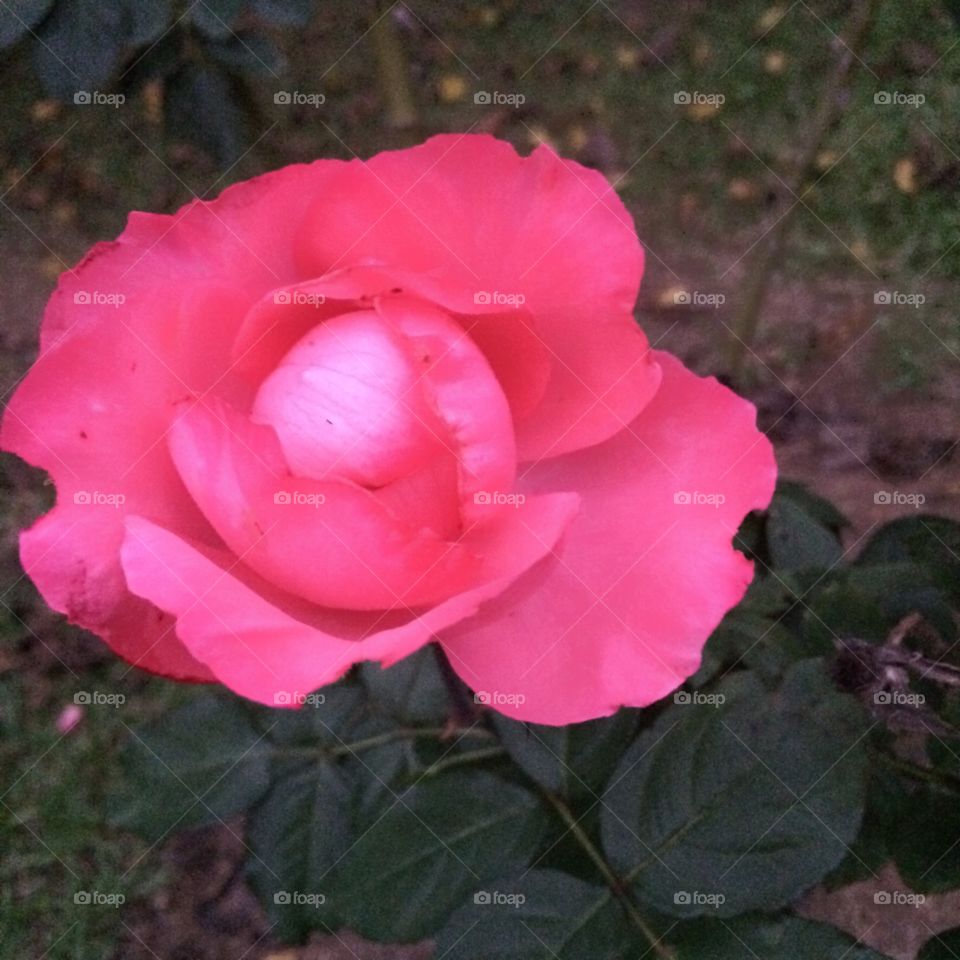 🌼#Flores do nosso #jardim, para alegrar e embelezar nosso dia!
#Jardinagem é nosso #hobby.
🌹
#flowers
#garden
#nature
#flor