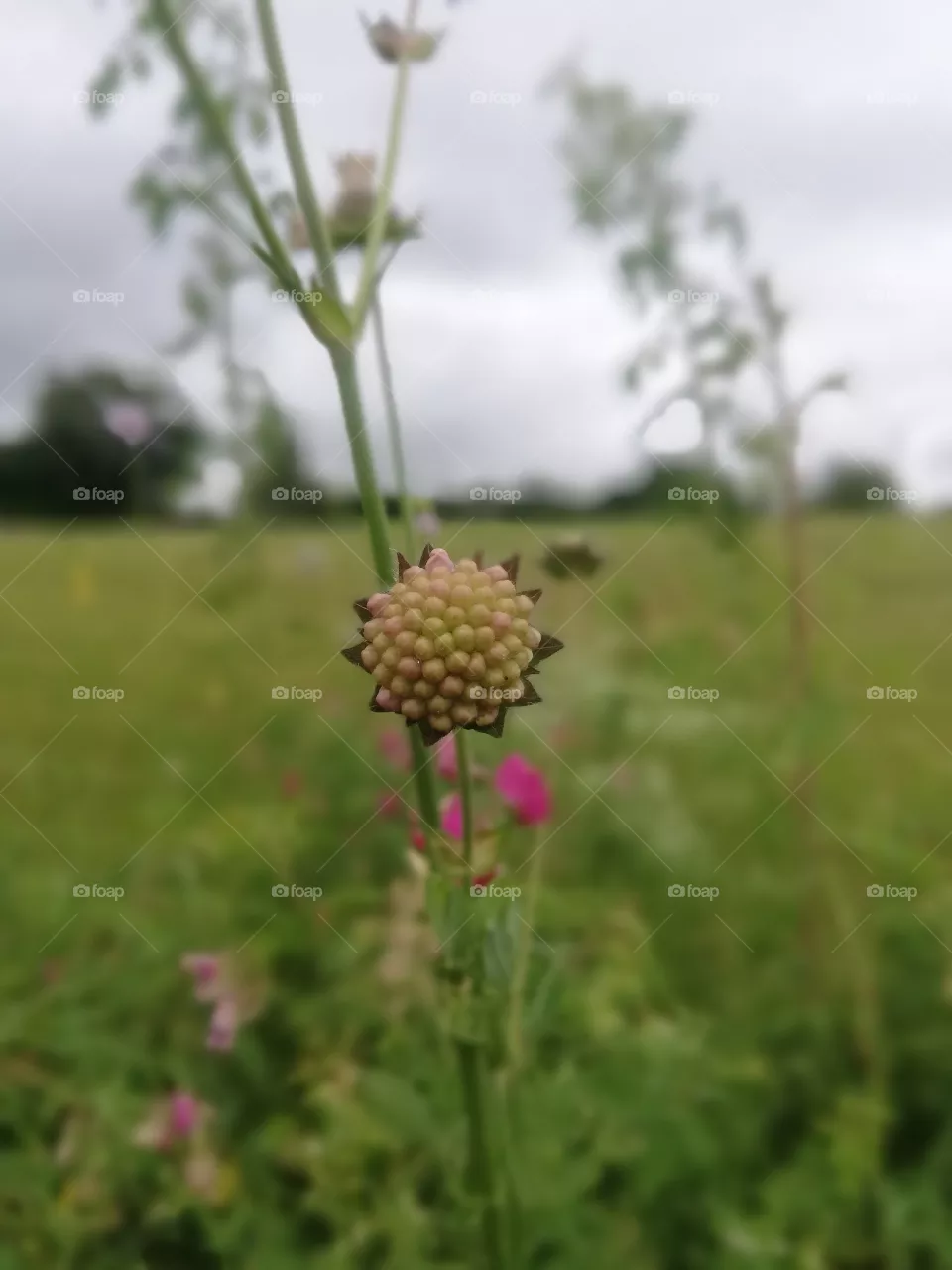 Blumen