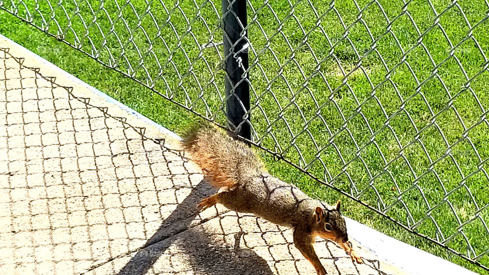 a squirrel on the run