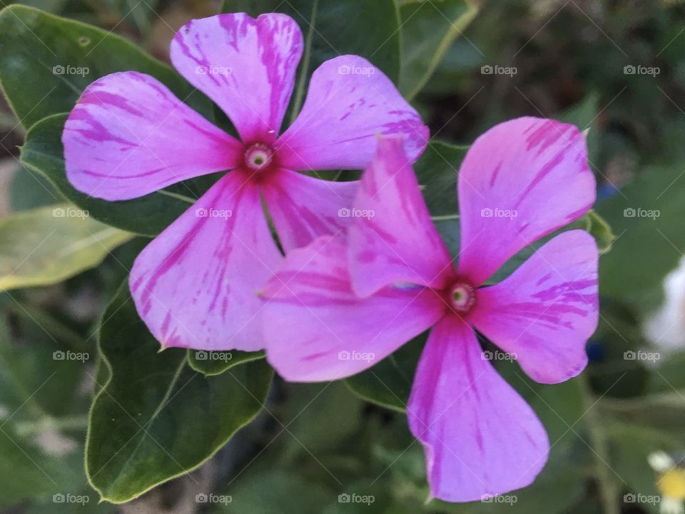 🌺Fim de #cooper!
Suado, cansado e feliz, alongando e curtindo a beleza das #flores do jardim!
🏁
#corrida #treino #flor #flower #flowers #pétalas #pétala #jardinagem #garden #flora #run #running #esporte #alongamento 