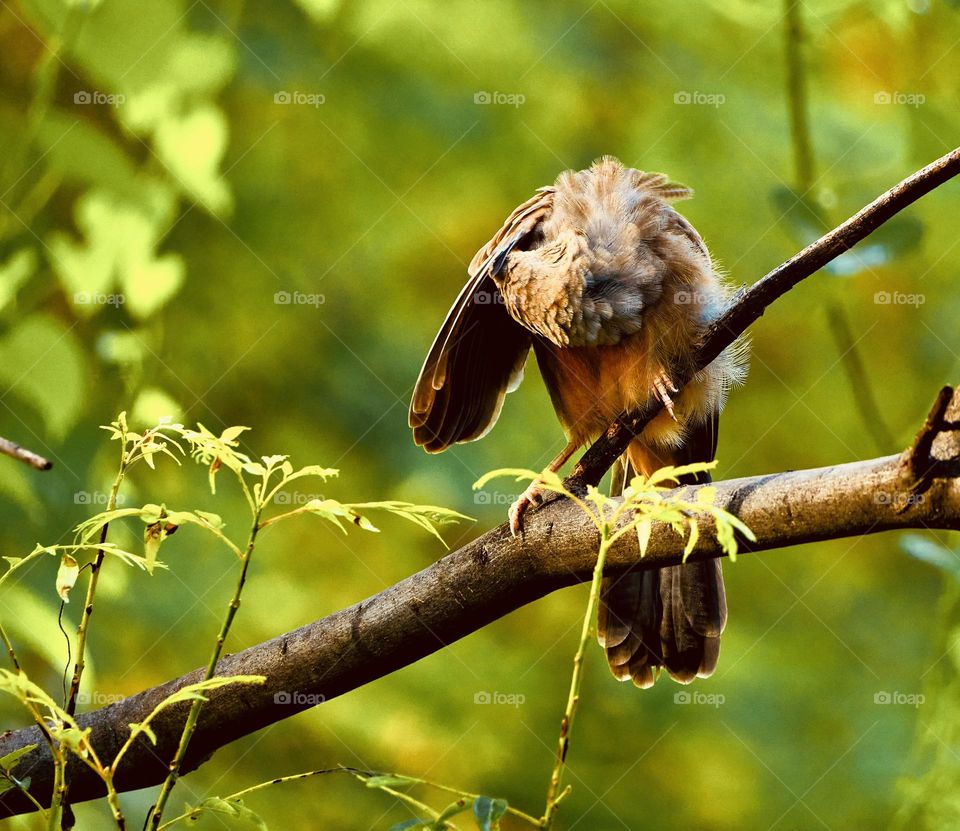 Bird photography - Yellow babbler - perching 