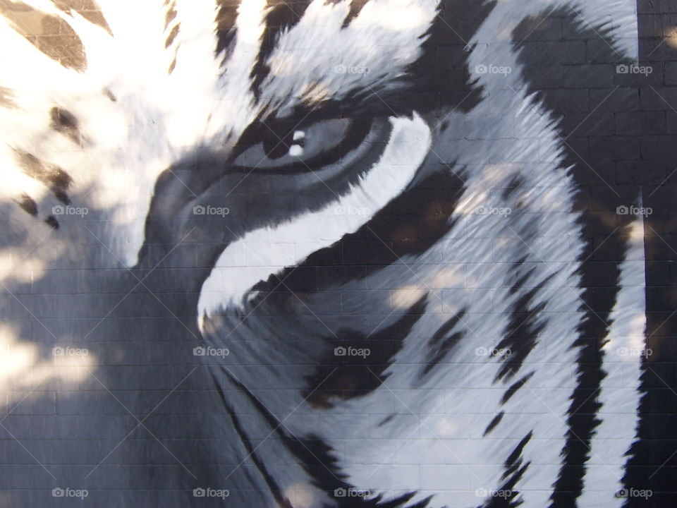 Tiger eye sunrise. Walking down T Street in downtown Sacramento