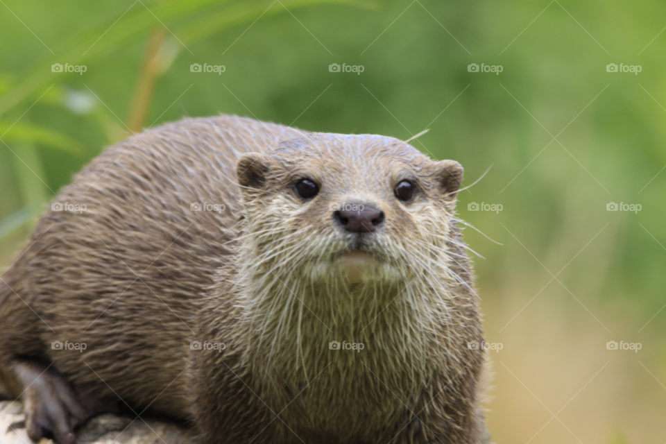 mammals washington wetland centre short clawed otter by darloandy1963