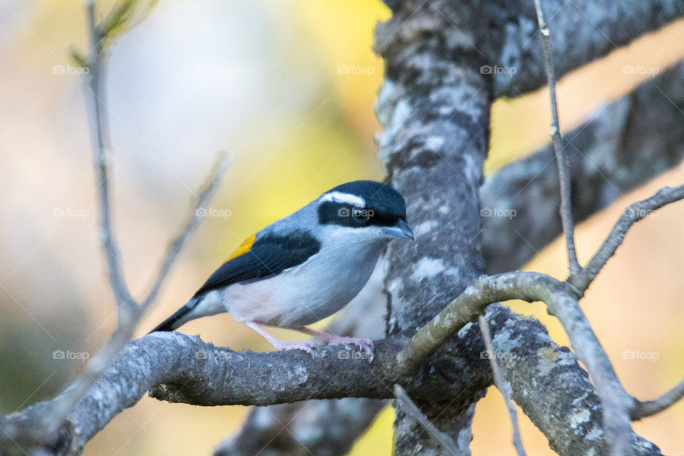 White-Browed Shrike Babbler (Male)