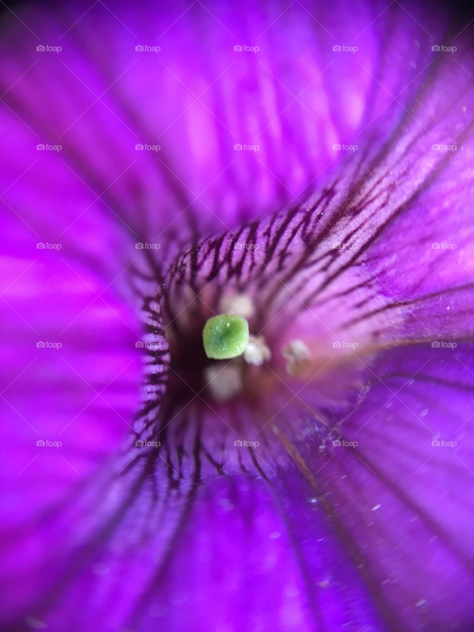 Petunia stamen closeup