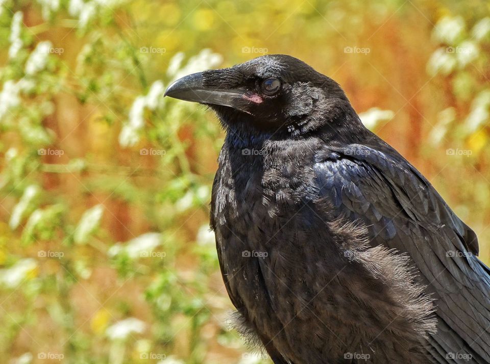 Intelligent Bird. Black Raven Perched On A Country Fence