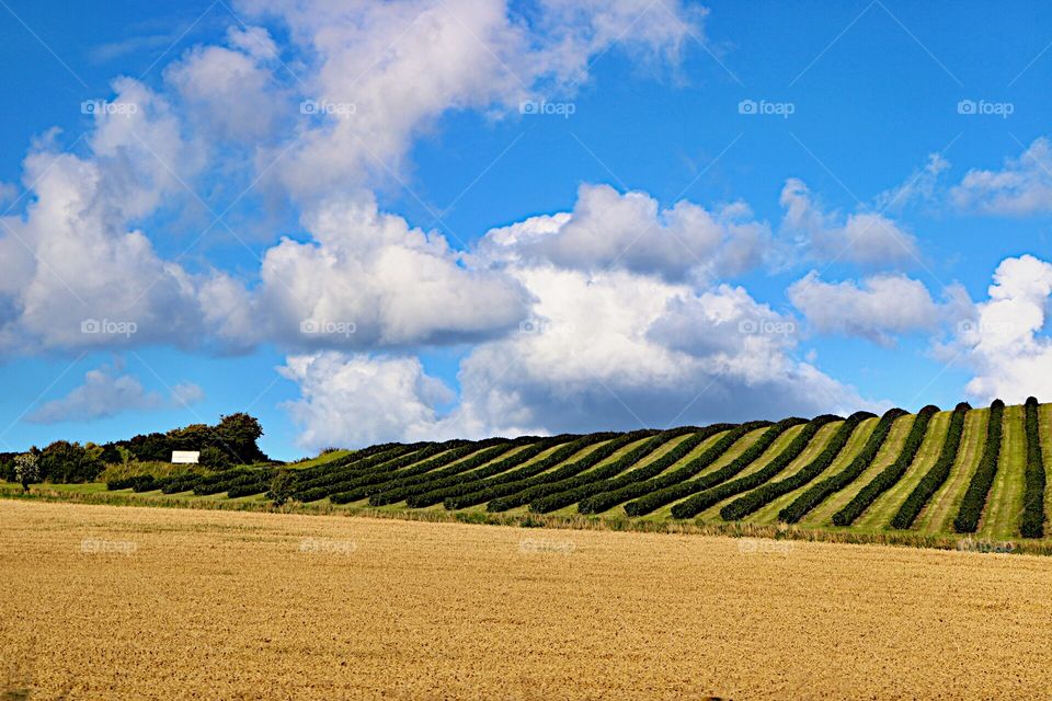 Landscape of green plants in lines!