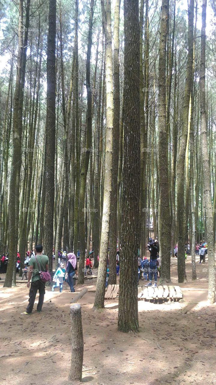 Mangunan Forest