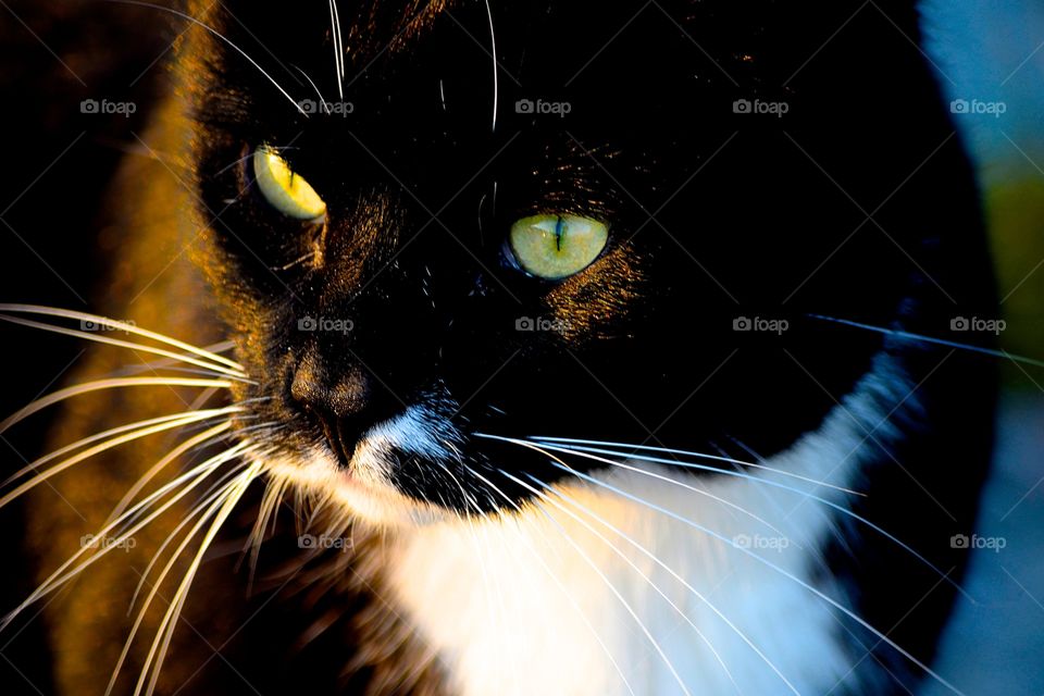 a closeup of a green-eyed black cat