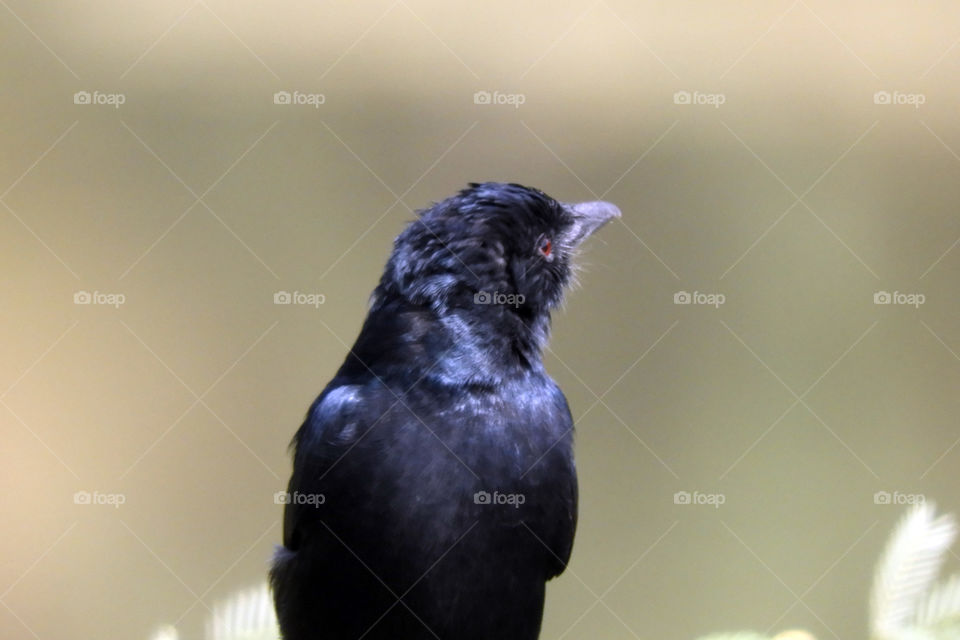 Black Drongo #Vadodara #Incredible India