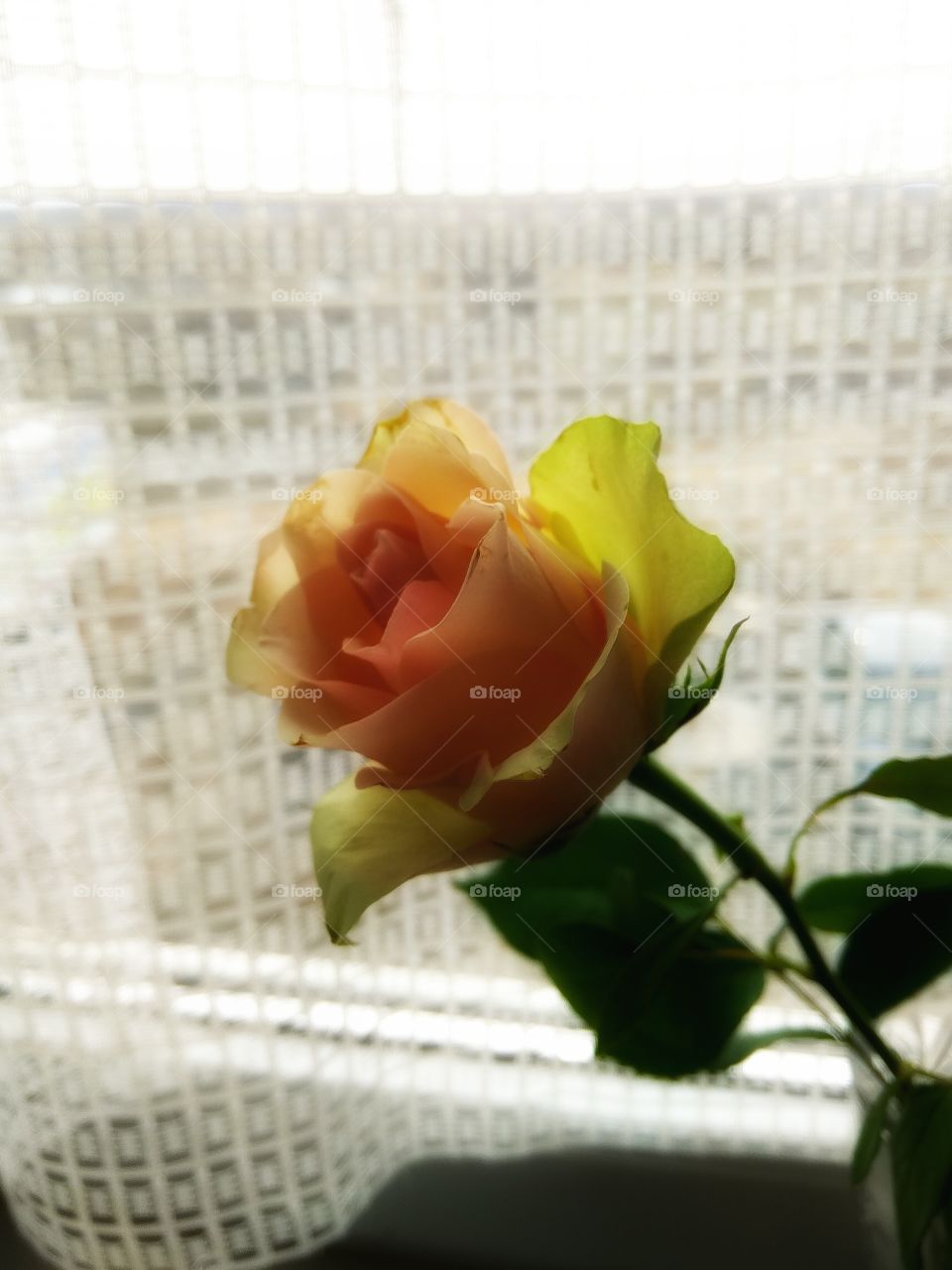 Cream rose