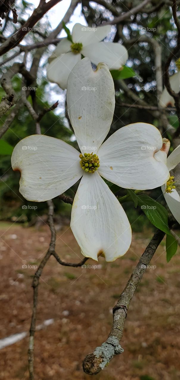Easter Dogwood