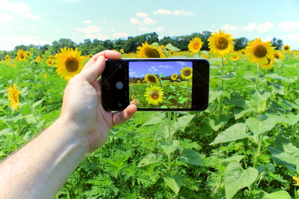 Taking a photograph of a sunflower field with my mobile device