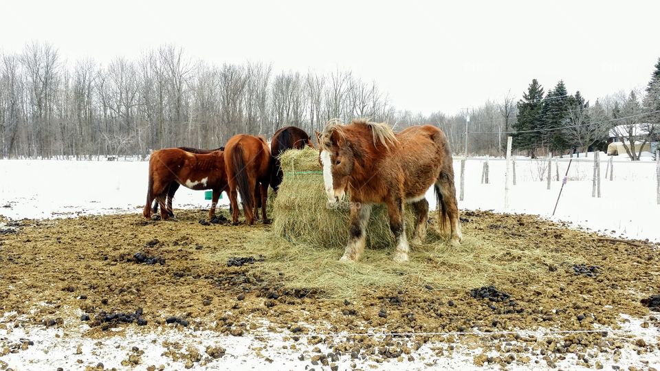 Horses in the country eating hay before going for a ride in the snow