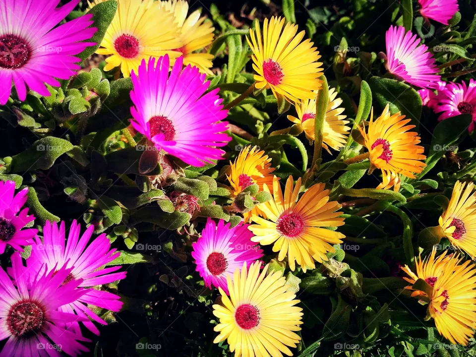 flowers
