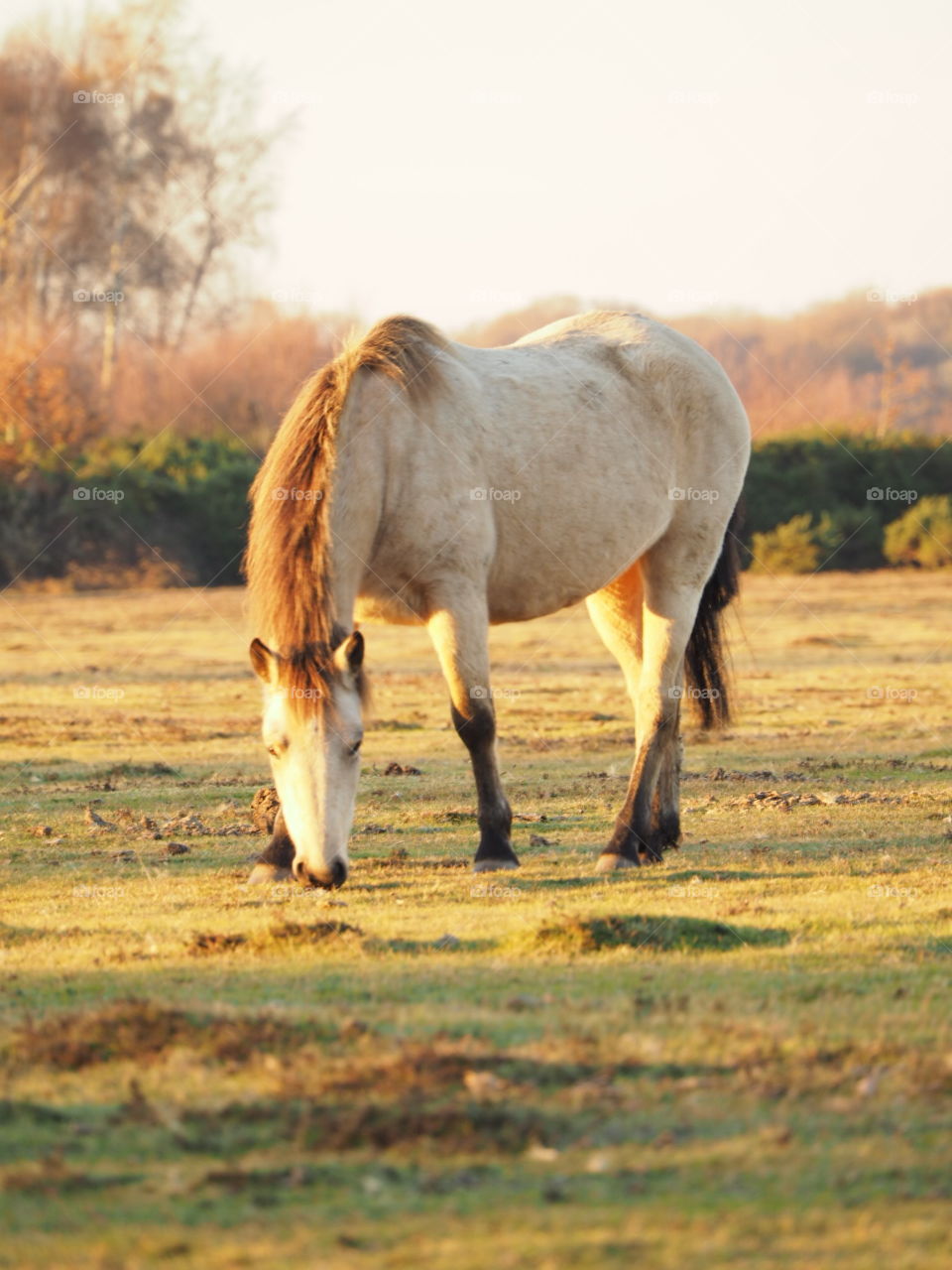New Forest pony grazing at sunset near Brockenhurst