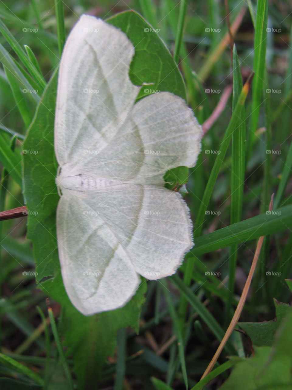 nature grass moth by danelvr032708