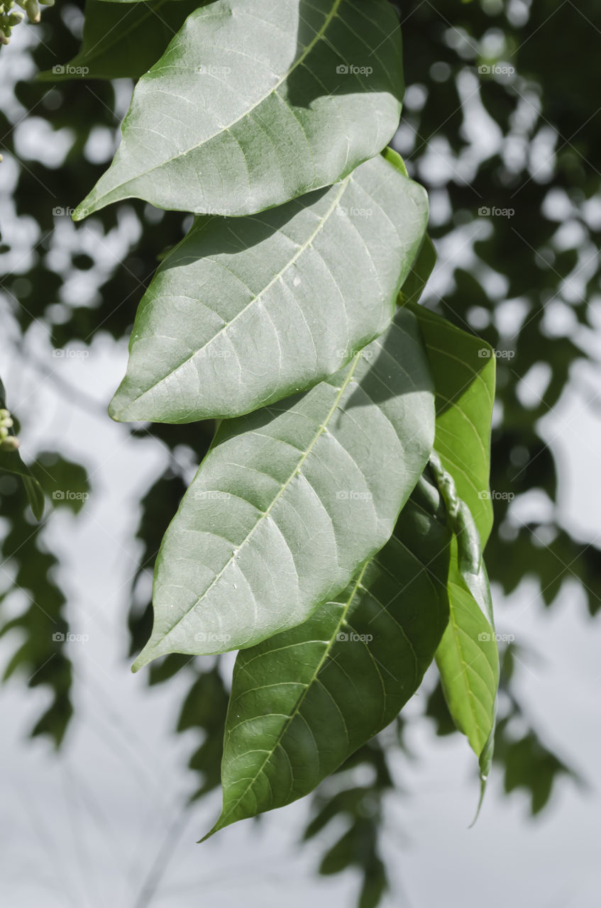 Cedar Tree Leaflets