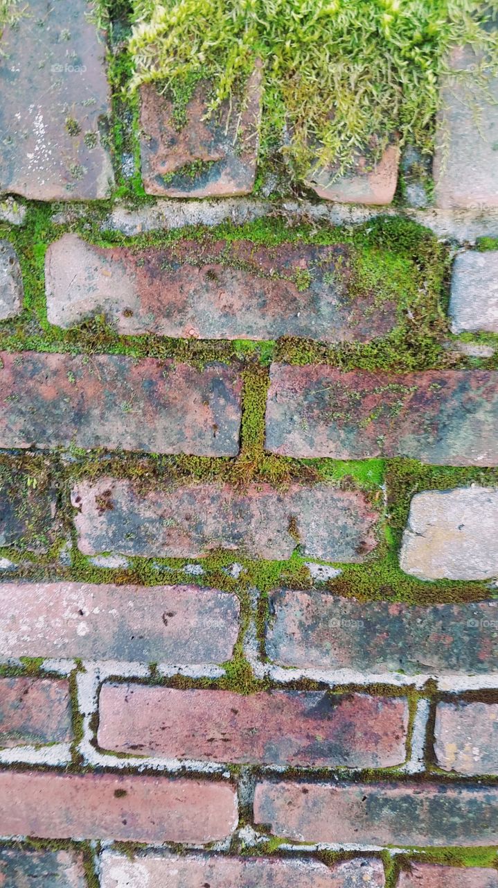 Moss on a  brick wall.