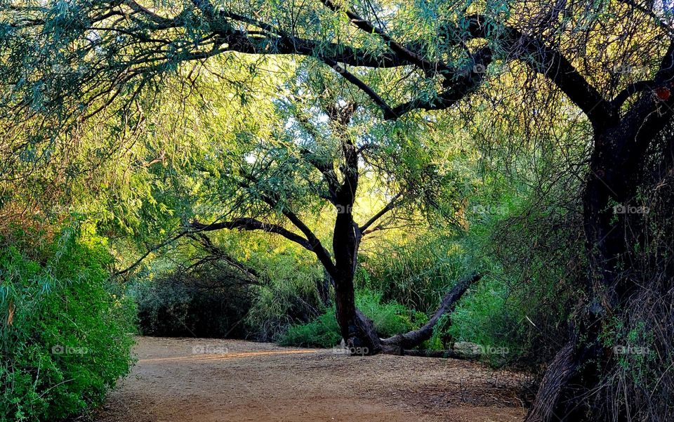Beautiful Path in Arizona Nature Preserve