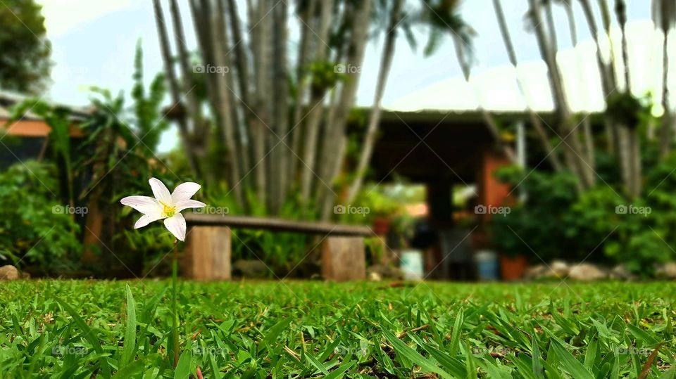 Garden Flower