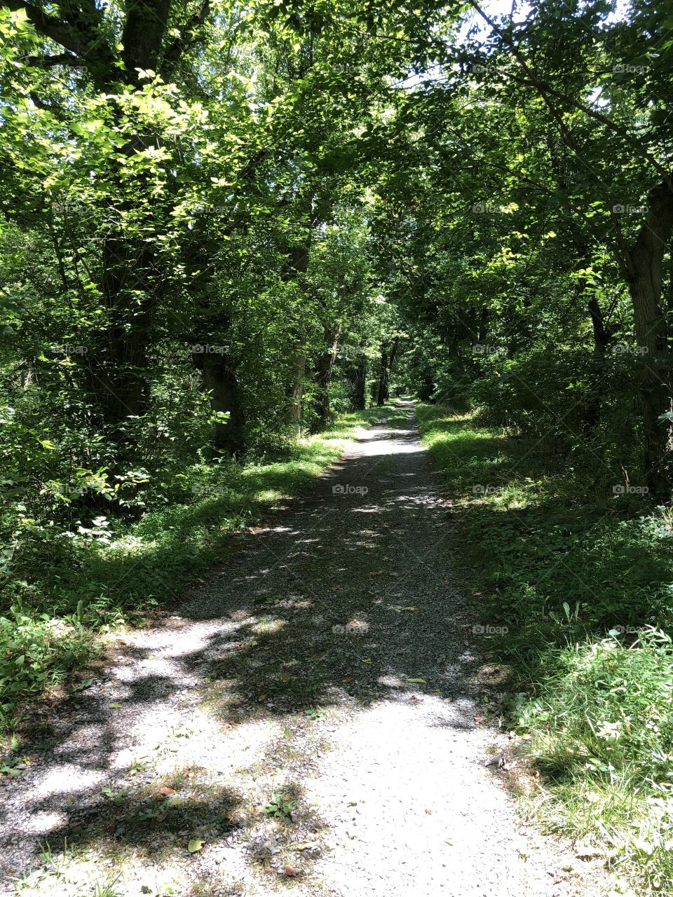 Scenic tree lined pathway 