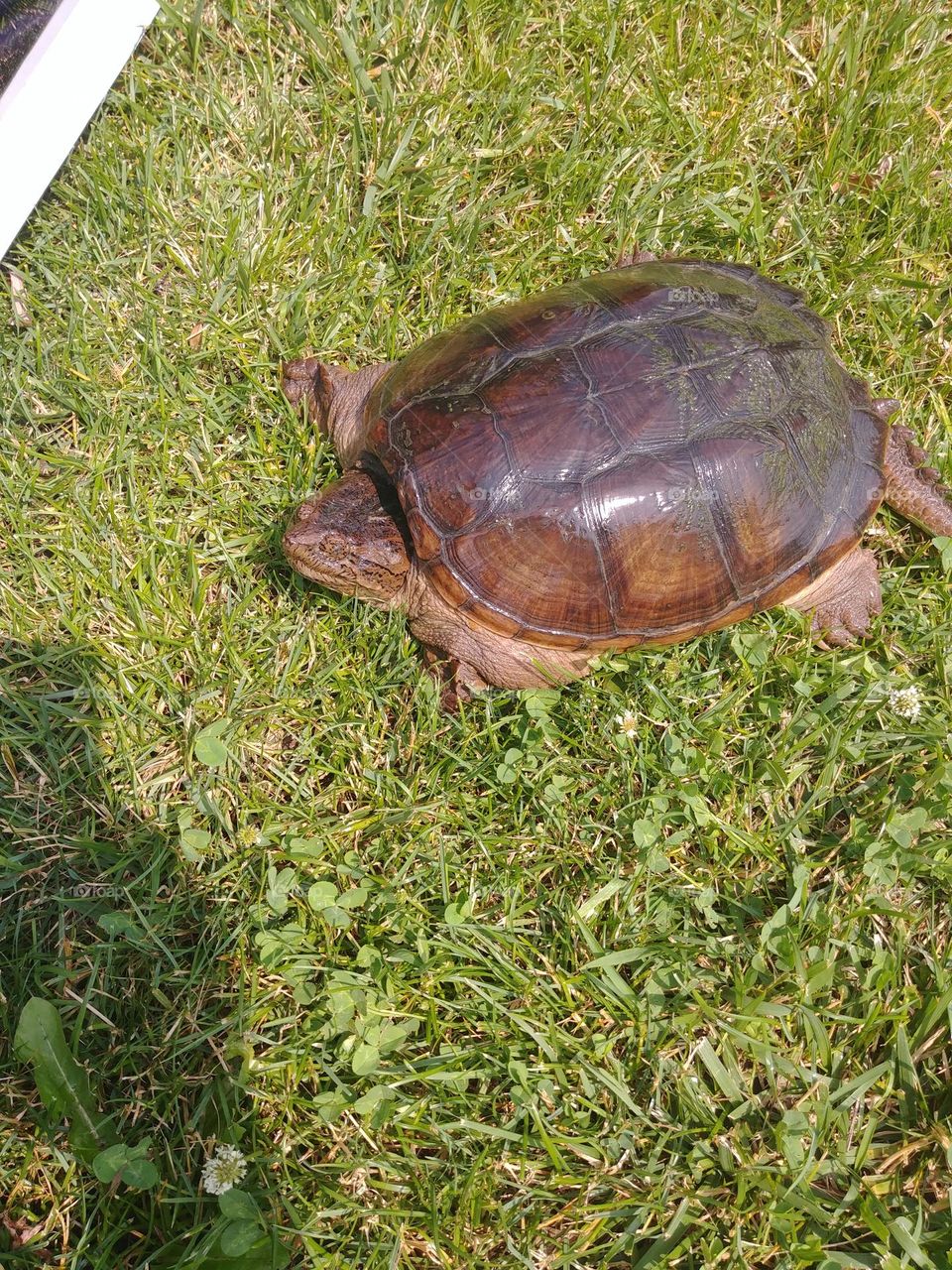 Country Turtle