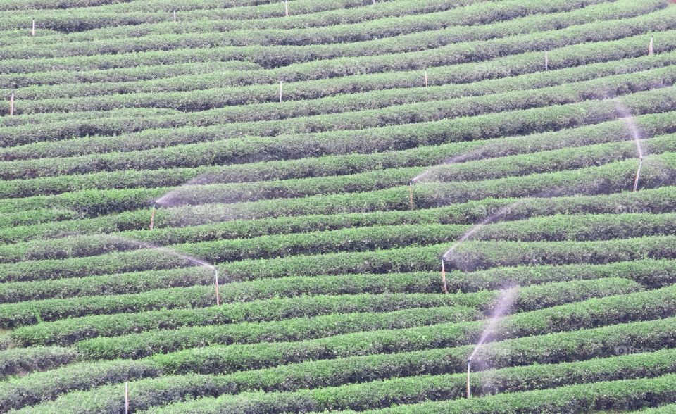 Chiang Rai/Thailand-Chui Fong Tea Plantation