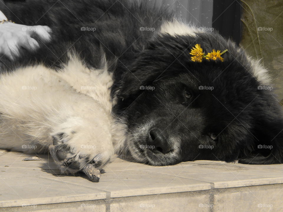 puppy of central asia shepherd rest and smile