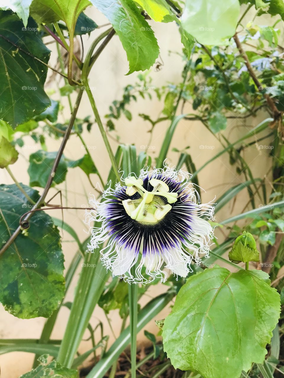 passion flower