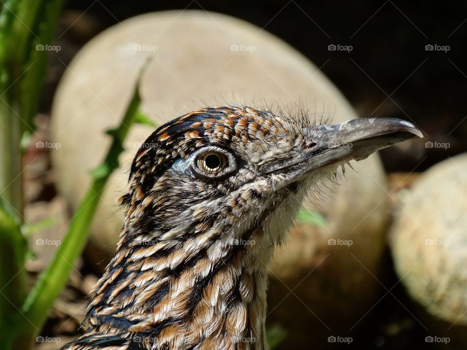 American Desert Roadrunner 