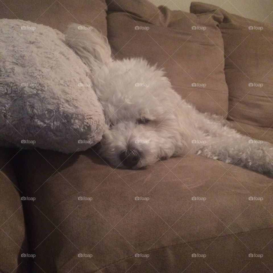 A picture of my poodle taking a nap on a Sunday afternoon. 
