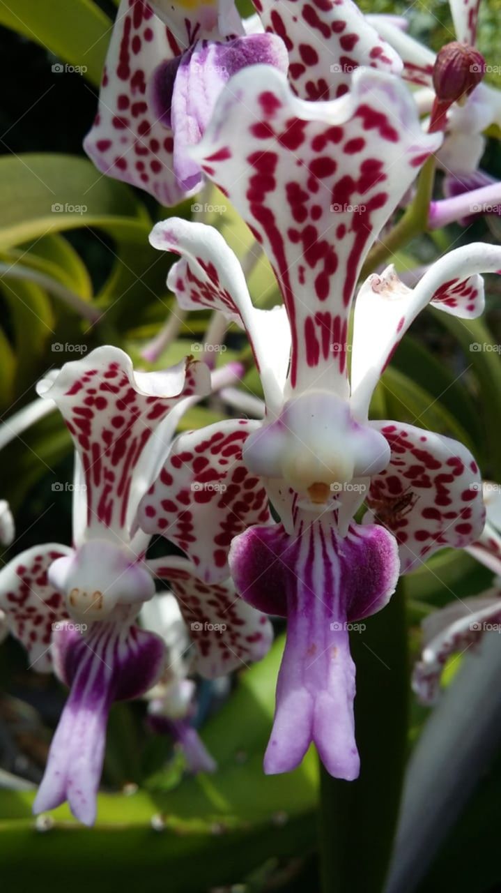 this orchid has the color and texture looks remarkable and beautiful to see..