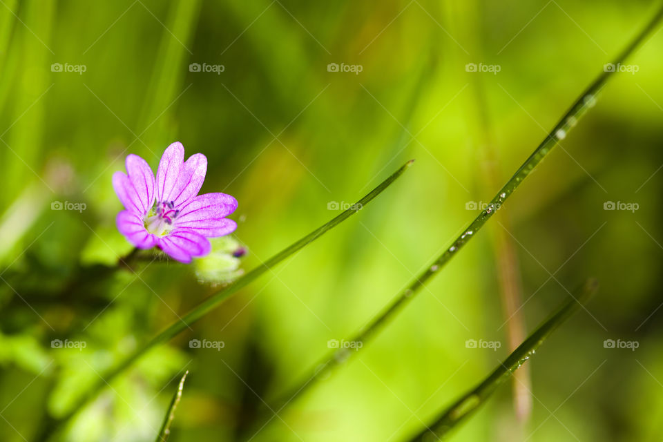 Macro Flower. A tiny little flower on the sidewalk 