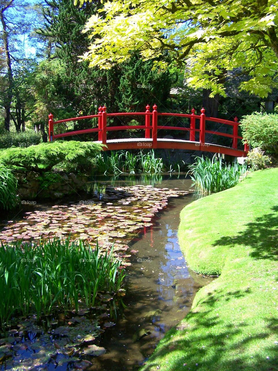 Japanese Gardens in Victoria, British Columbia, Canada, lily pass, red bridge, scenery