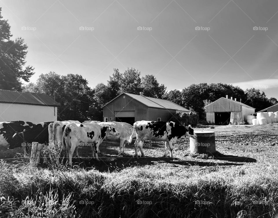 Cows in the Countryside…