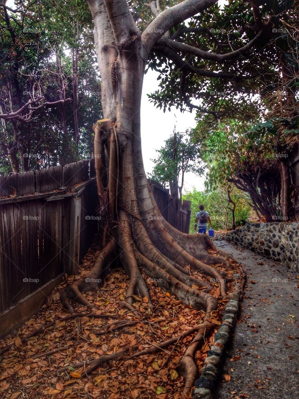 Path to the beach