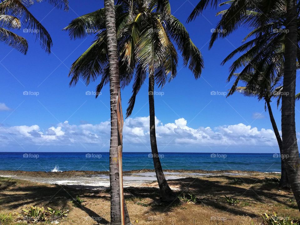 palmeras San Andrés isla